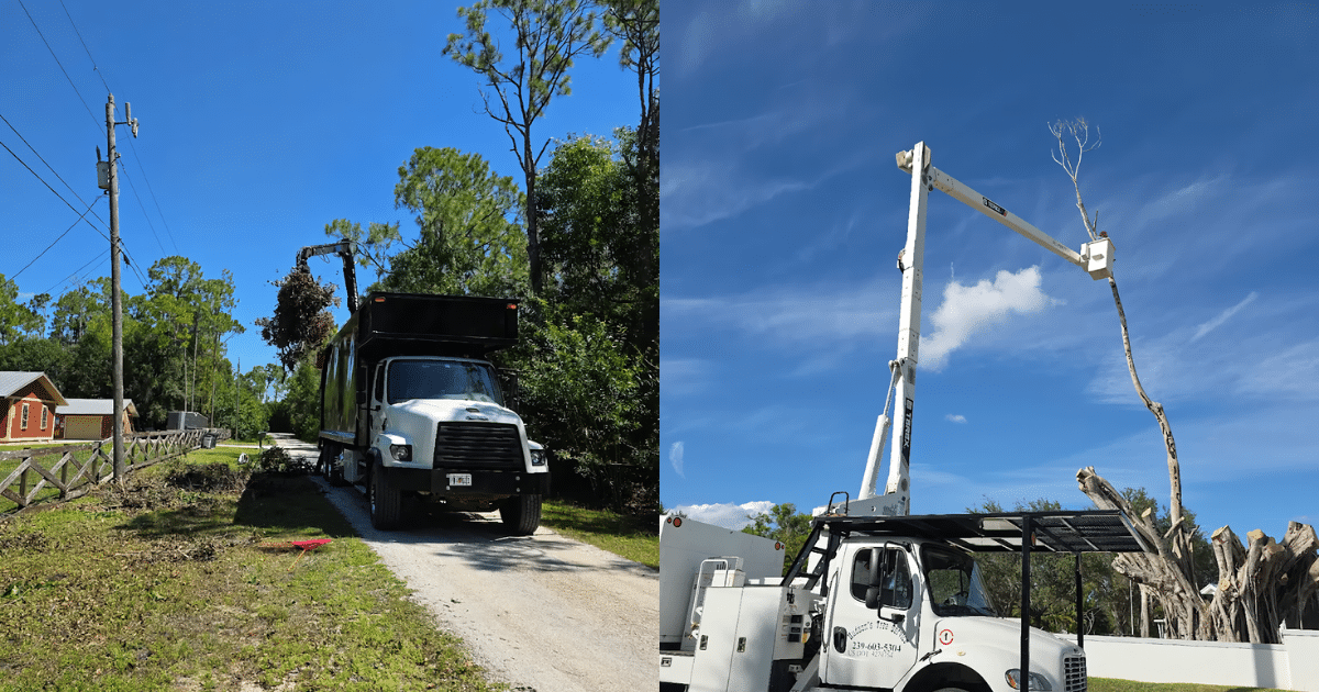 Do I Need a Permit to Remove a Tree in Lee County, Florida?