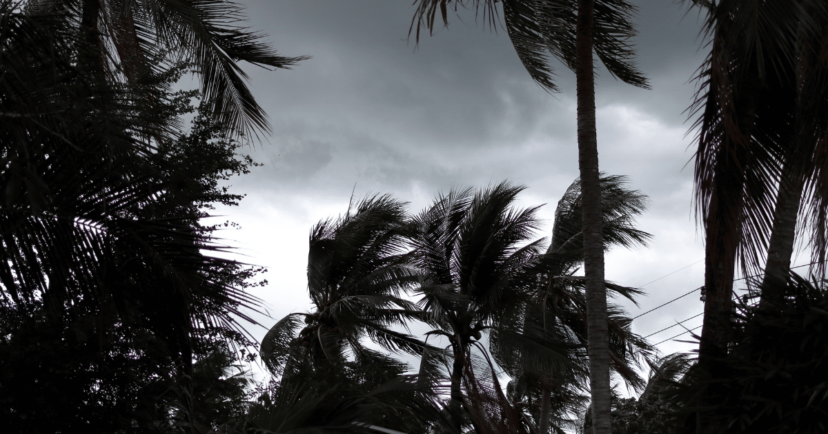 How to Prepare Your Trees for Hurricane Season in Southwest Florida