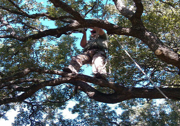 oaktreetrimmingcapecoral1