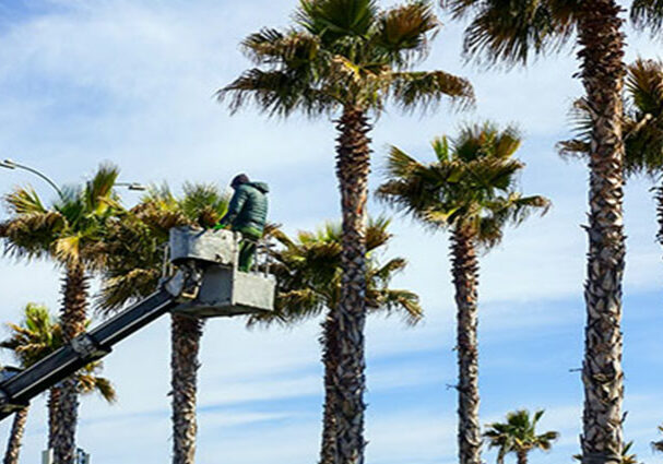 palmtreetrimmingcapecoral2