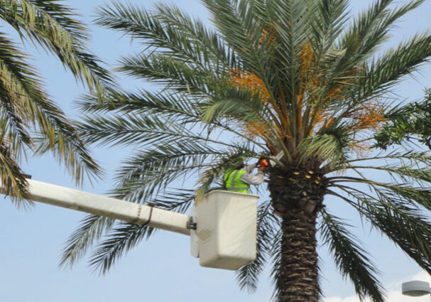 palmtreetrimmingcapecoral3