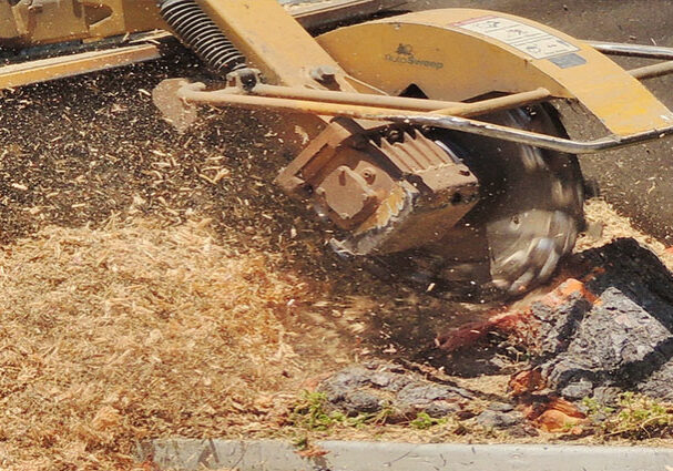 pinetreetrimmingcapecoral1