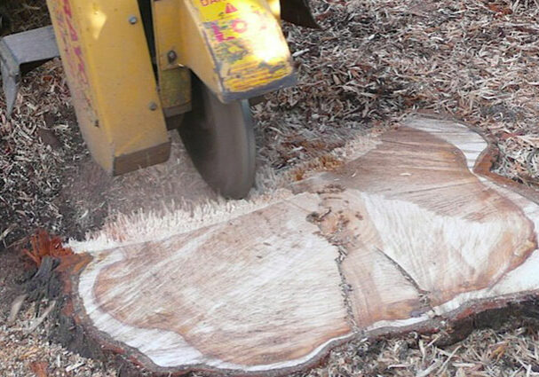 pinetreetrimmingcapecoral3