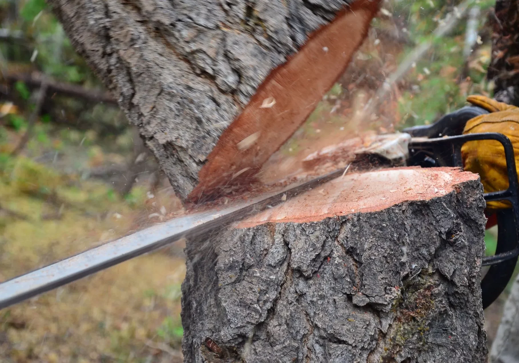 tree-removal-hero-14-1920w